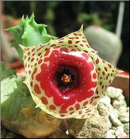 Huernia plowesii